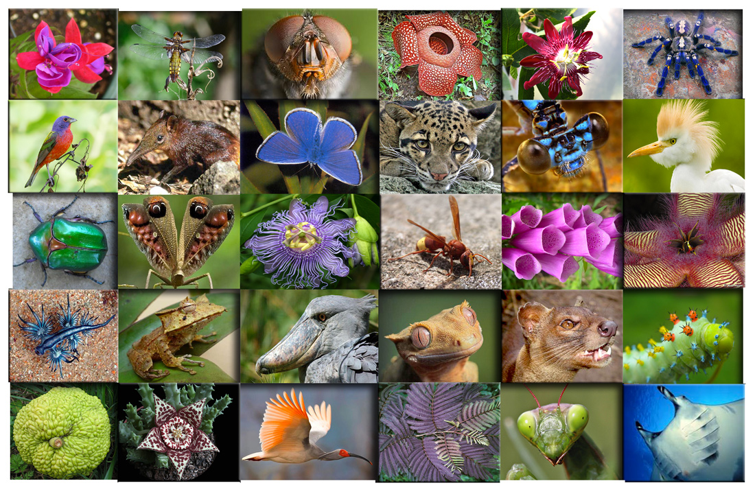 Biodiversity